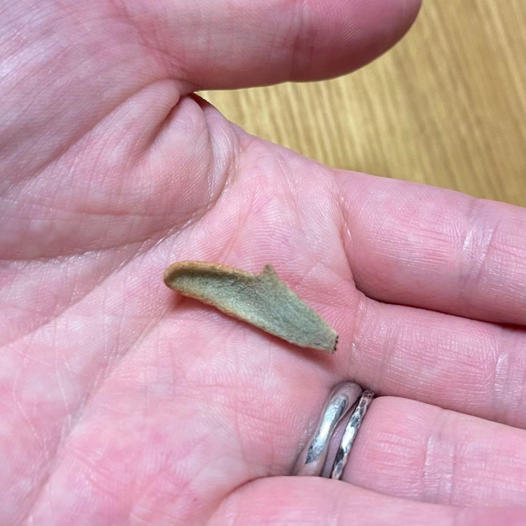 胞子 ビカクシダ totoro ymds yellow moon dwarf