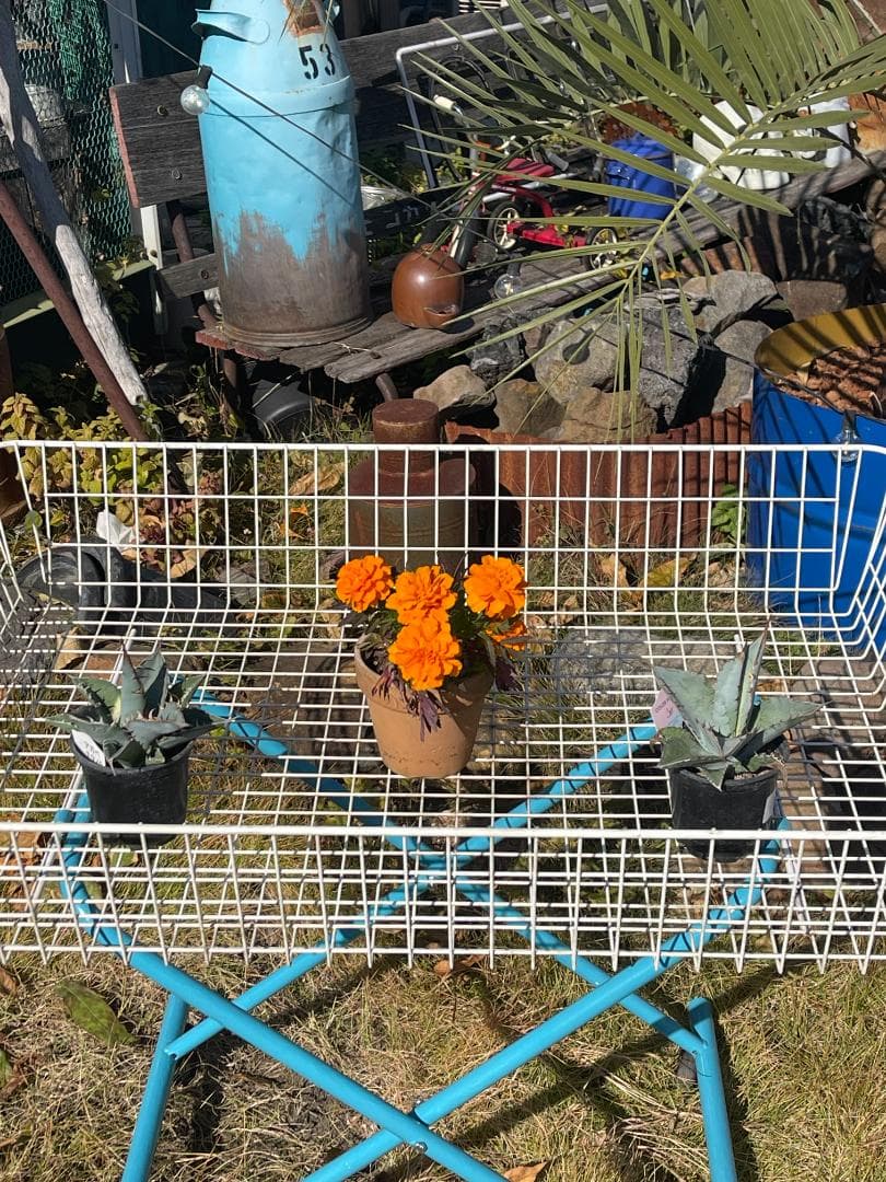 ❤️❤️❤️ワイヤーかご　ガーデニング 　ドライガーデン