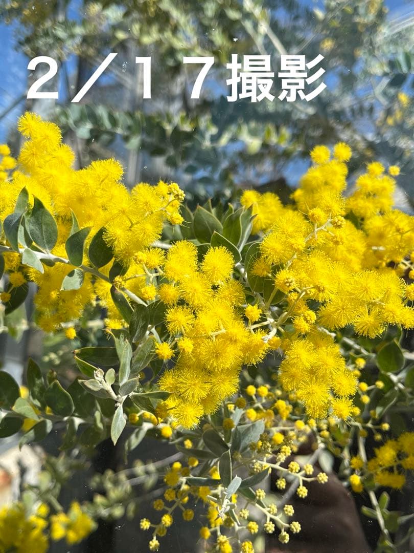 早咲きパールアカシア ミモザ 真珠葉 フレッシュ 80サイズ 保水あり