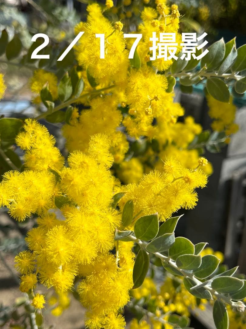 早咲きパールアカシア ミモザ 真珠葉 フレッシュ 80サイズ 保水あり