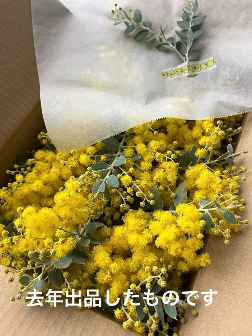 早咲きパールアカシア ミモザ 真珠葉 フレッシュ 80サイズ 保水あり