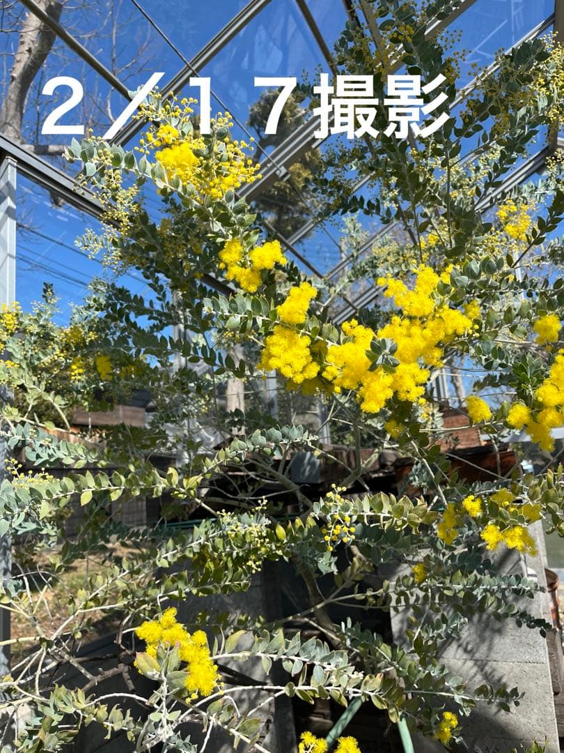 早咲きパールアカシア ミモザ 真珠葉 フレッシュ 80サイズ 保水あり