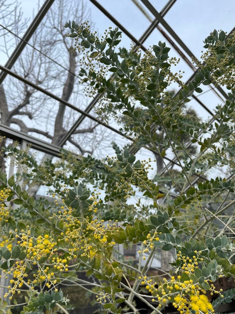 早咲きパールアカシア ミモザ 真珠葉 フレッシュ 80サイズ 保水あり