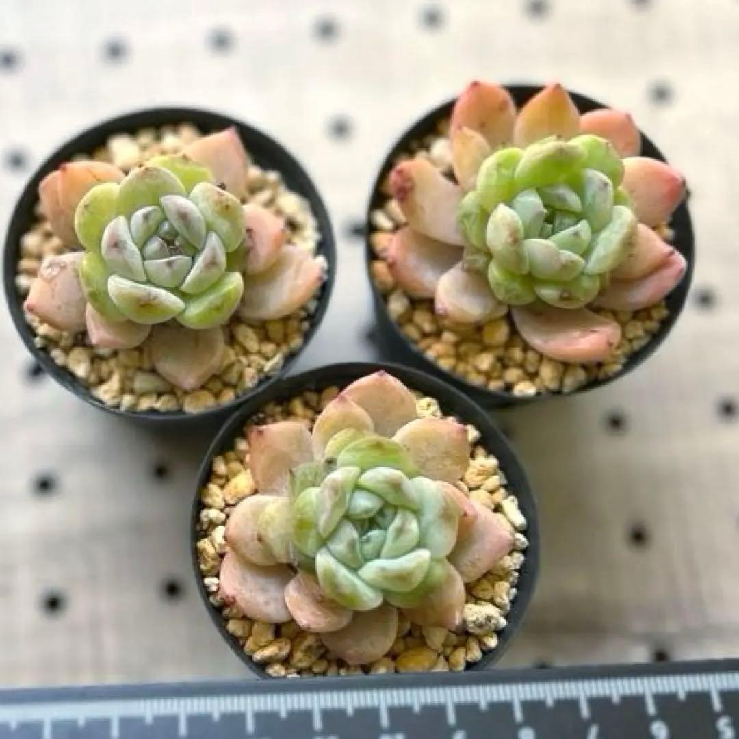 ෆ˚*感謝セールෆ˚* アイススピリット 1苗 抜き苗 寄せ植え 多肉植物