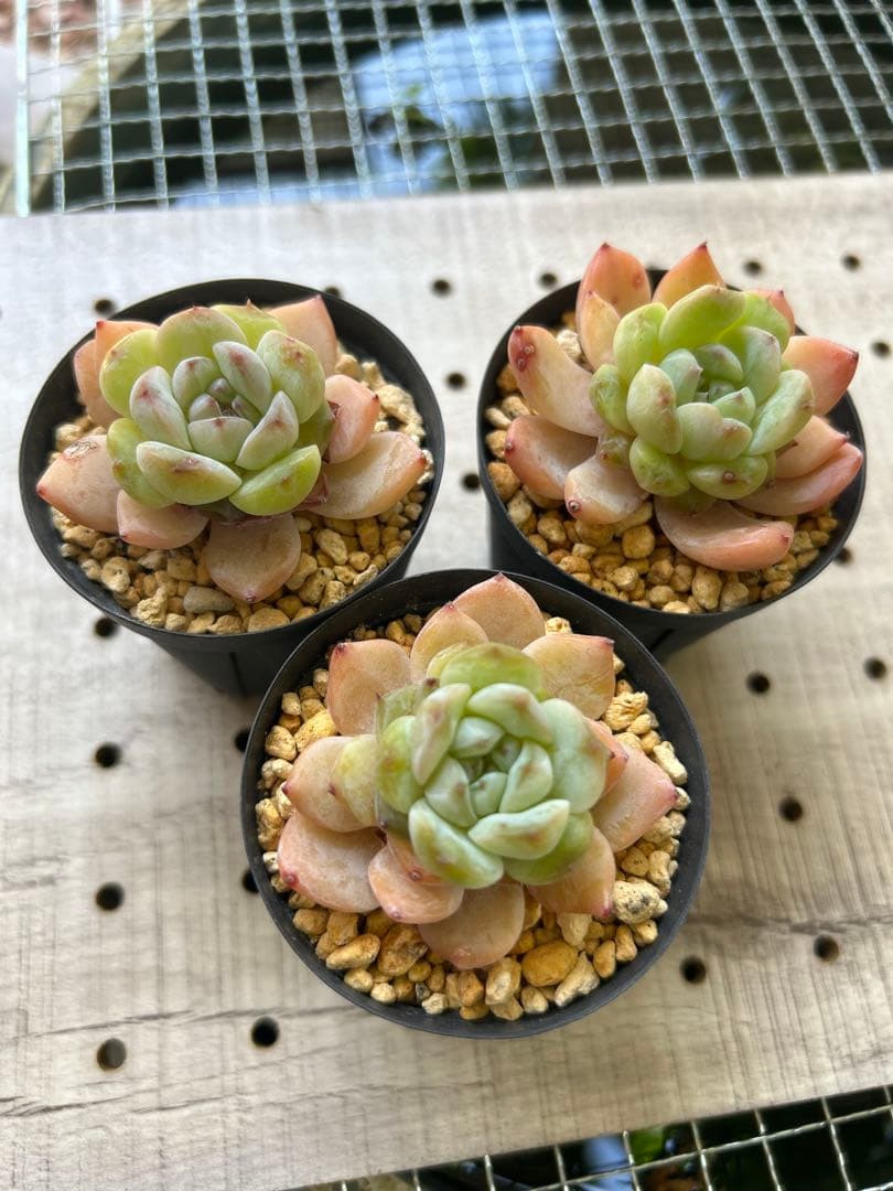 ෆ˚*感謝セールෆ˚* アイススピリット 1苗 抜き苗 寄せ植え 多肉植物