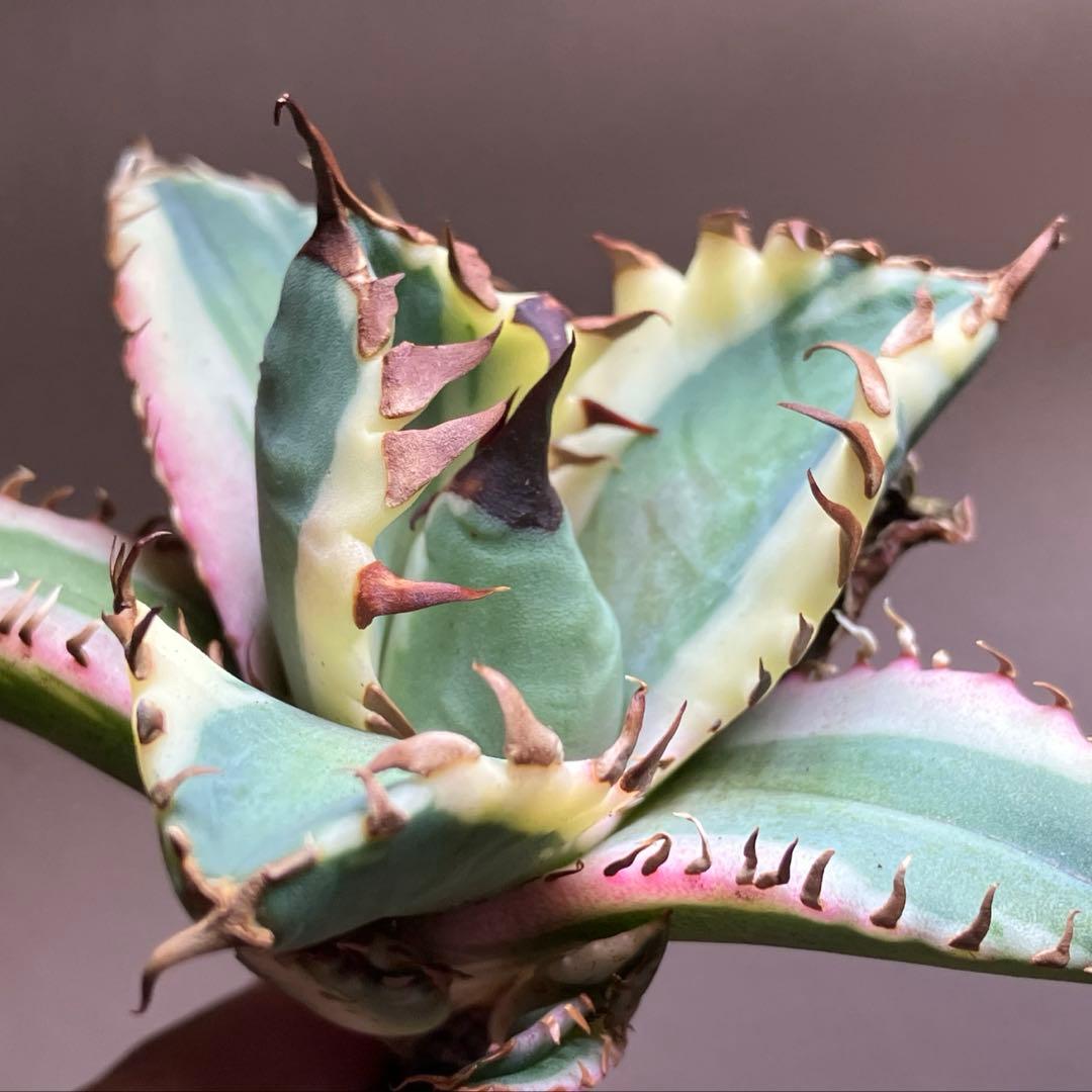 か*願様 オークション 希少 サイズ大 子株2つ付き 姫厳竜錦TC 覆輪斑