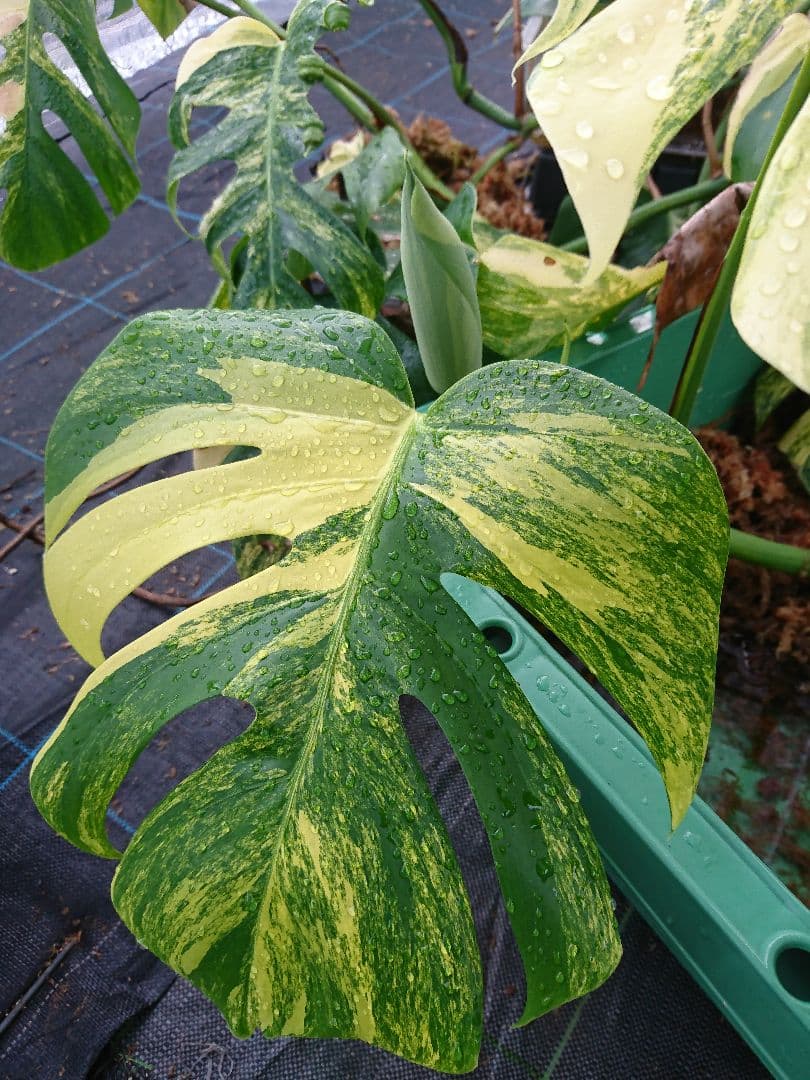 希少 果実 極上 黄斑 実 美しい 斑入り 極美 モンステラ 極斑 オーレア