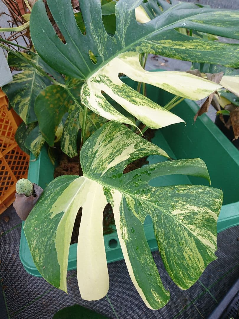 希少 果実 極上 黄斑 実 美しい 斑入り 極美 モンステラ 極斑 オーレア