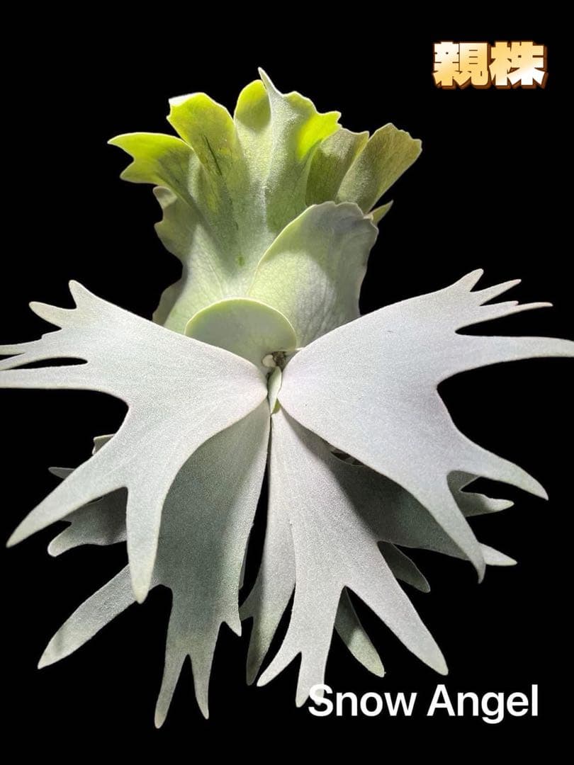 ビカクシダ P. Snow Angle sporeling - メルカリ