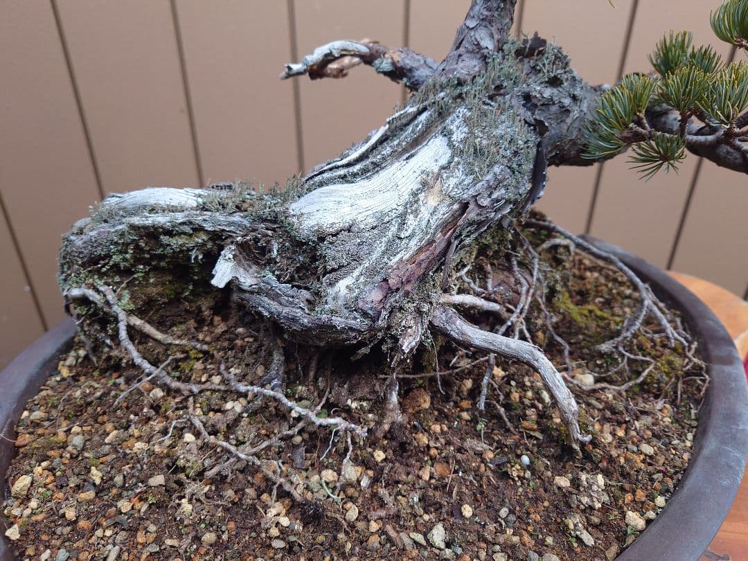 盆栽　那須娘　五葉松　樹高36cm