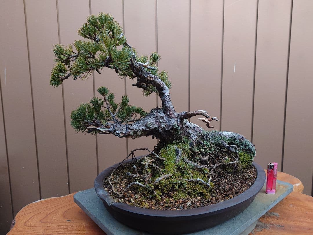 盆栽　那須娘　五葉松　樹高36cm