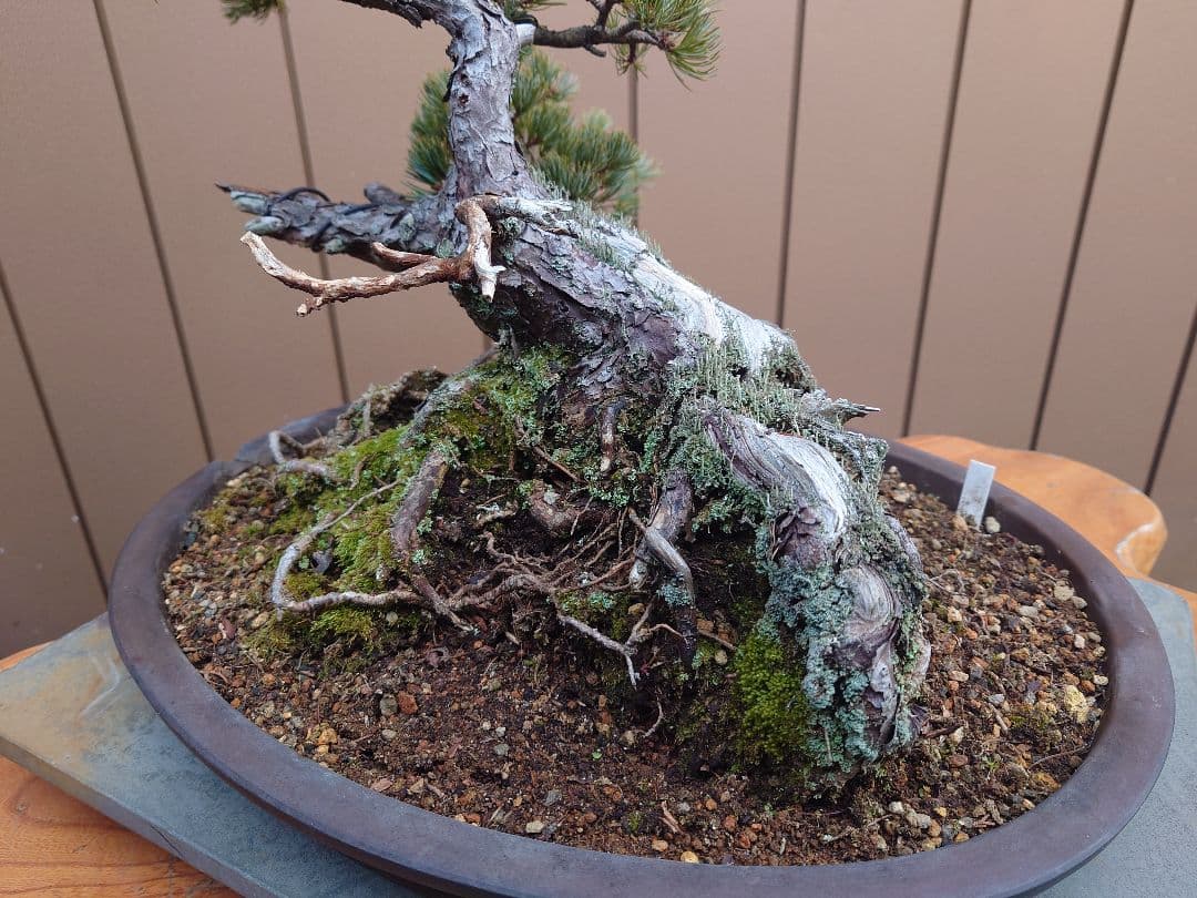 盆栽　那須娘　五葉松　樹高36cm