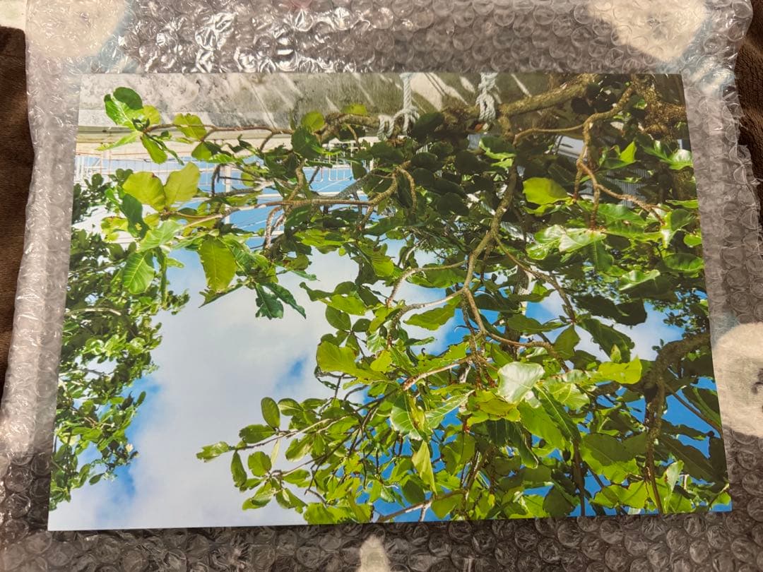 CR Crazy Raccoon ふらんしすこ 「戸惑い」 写真集直筆サイン入り