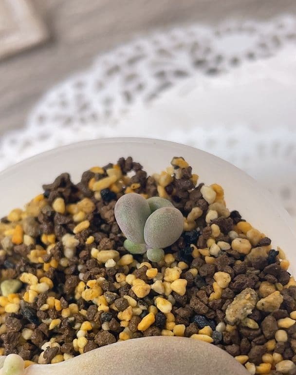 【キノピヨ】星桃錦からの葉挿し