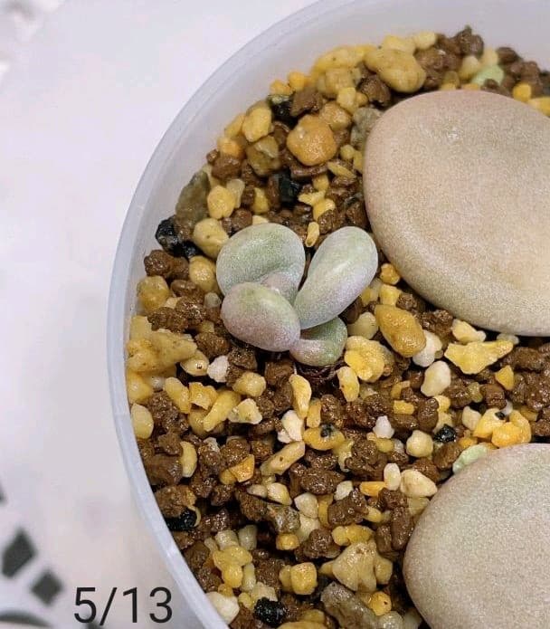 【キノピヨ】星桃錦からの葉挿し