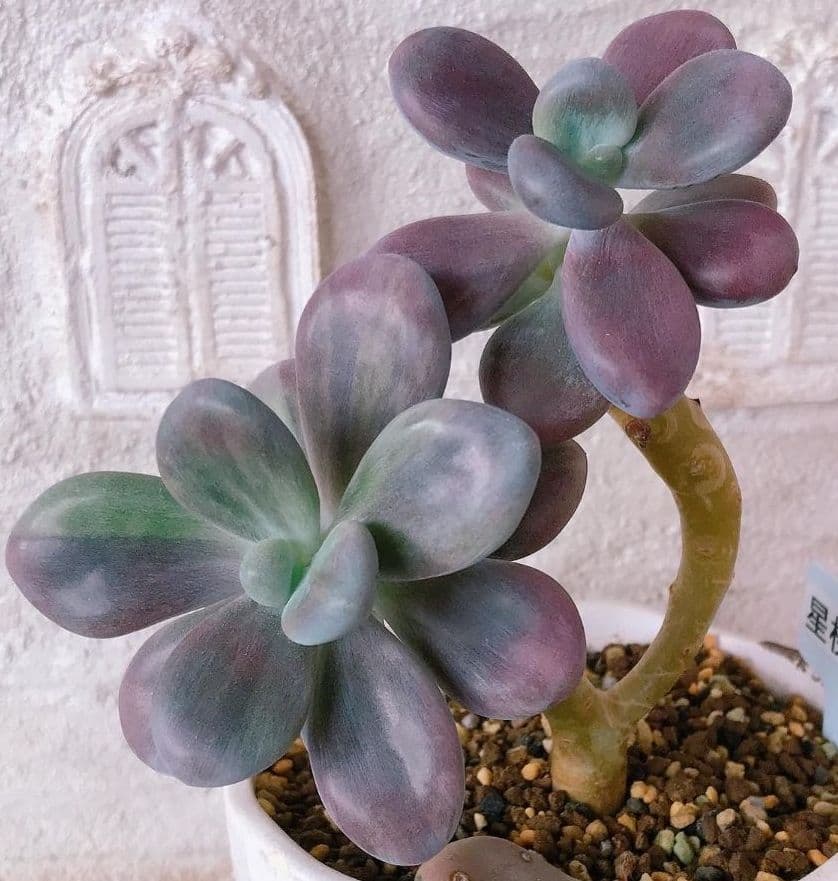 【キノピヨ】星桃錦からの葉挿し