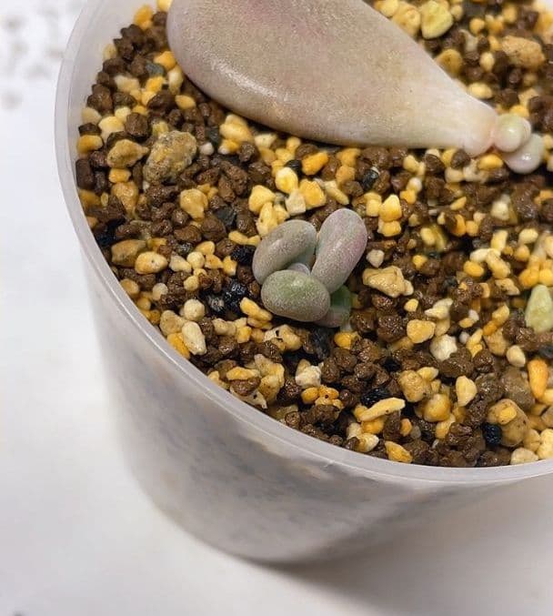 【キノピヨ】星桃錦からの葉挿し