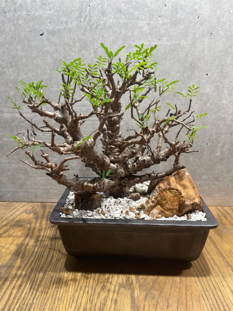 センナメリディオナリス　実生