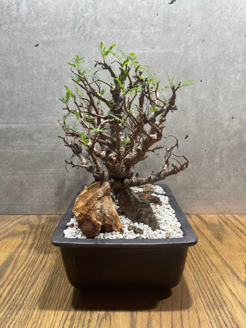 センナメリディオナリス　実生