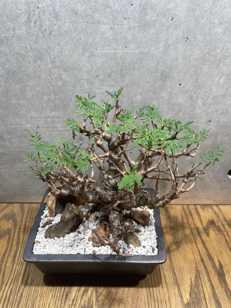 センナメリディオナリス　実生