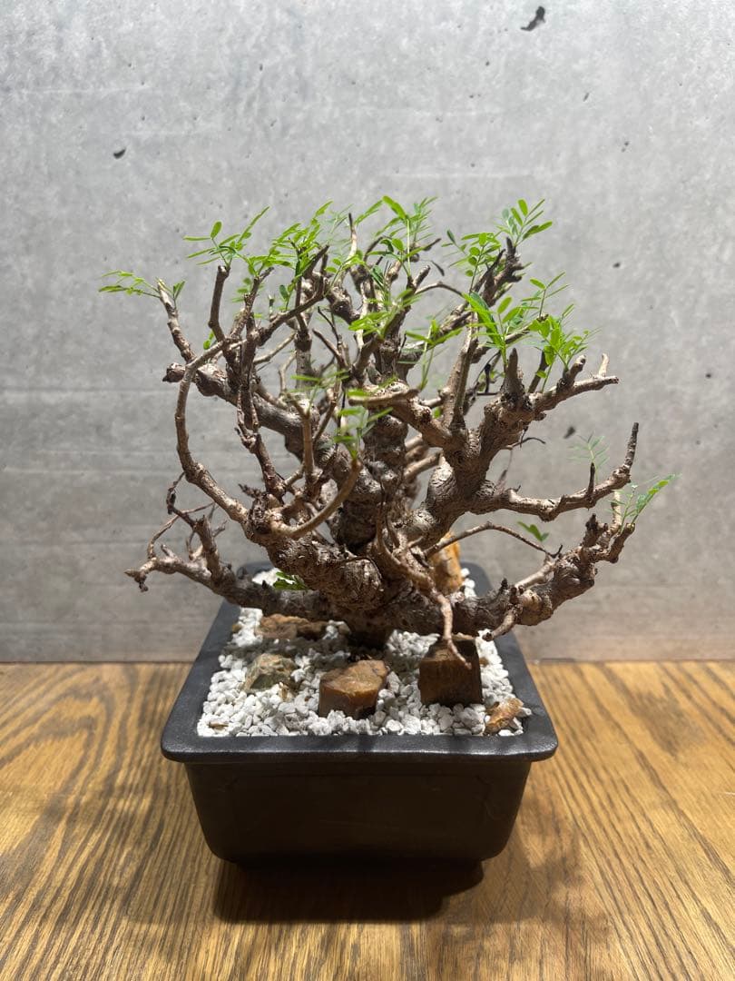 センナメリディオナリス　実生