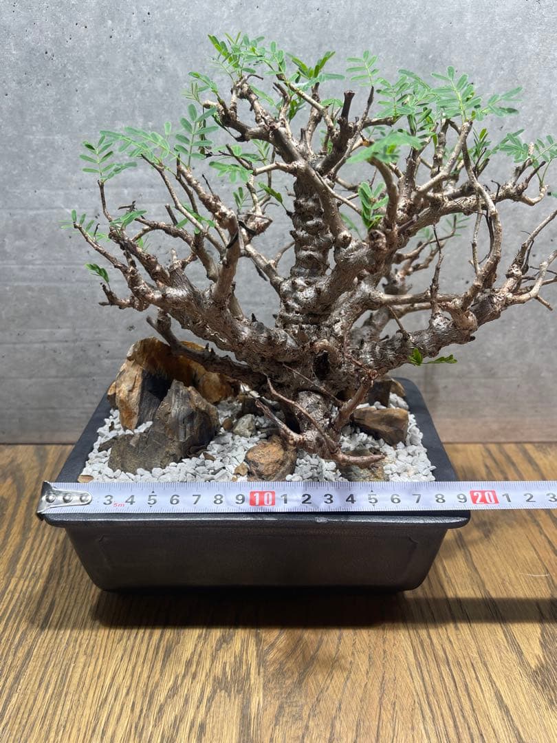 センナメリディオナリス　実生