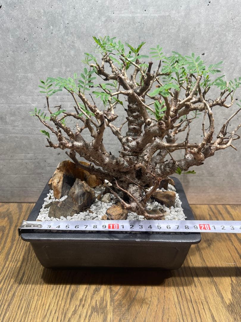 センナメリディオナリス　実生