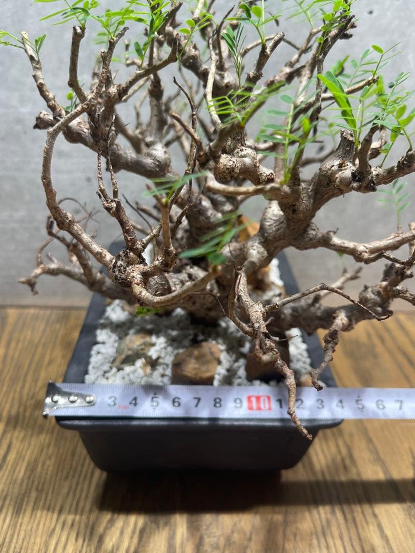 センナメリディオナリス　実生