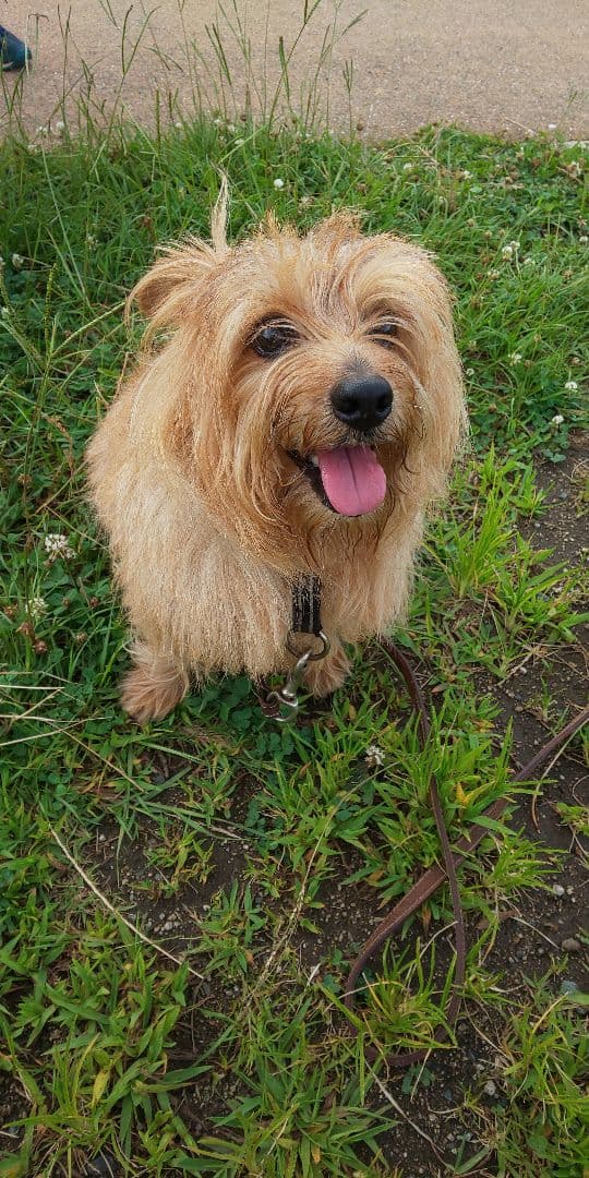 マサユ機専用 オーダークッションカバー 発注