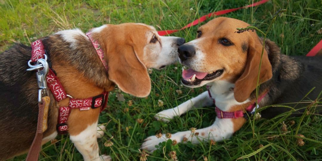 マサユ機専用 オーダークッションカバー 発注