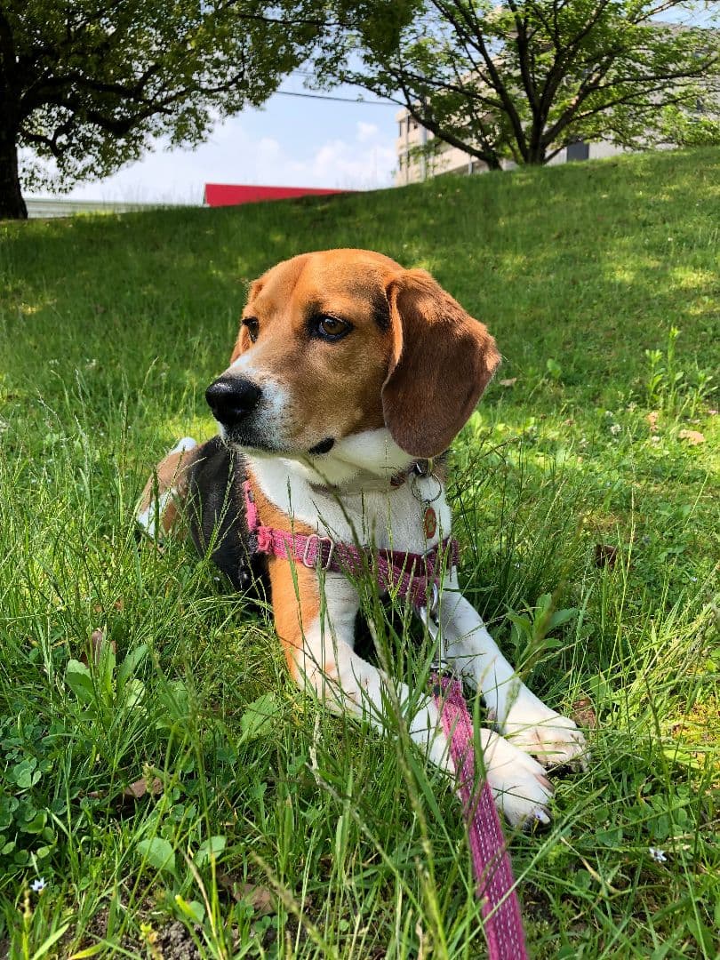 マサユ機専用 オーダークッションカバー 発注