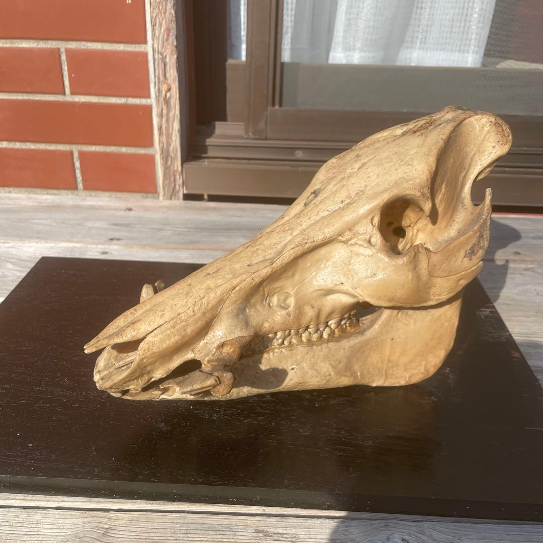 日本猪の頭蓋骨