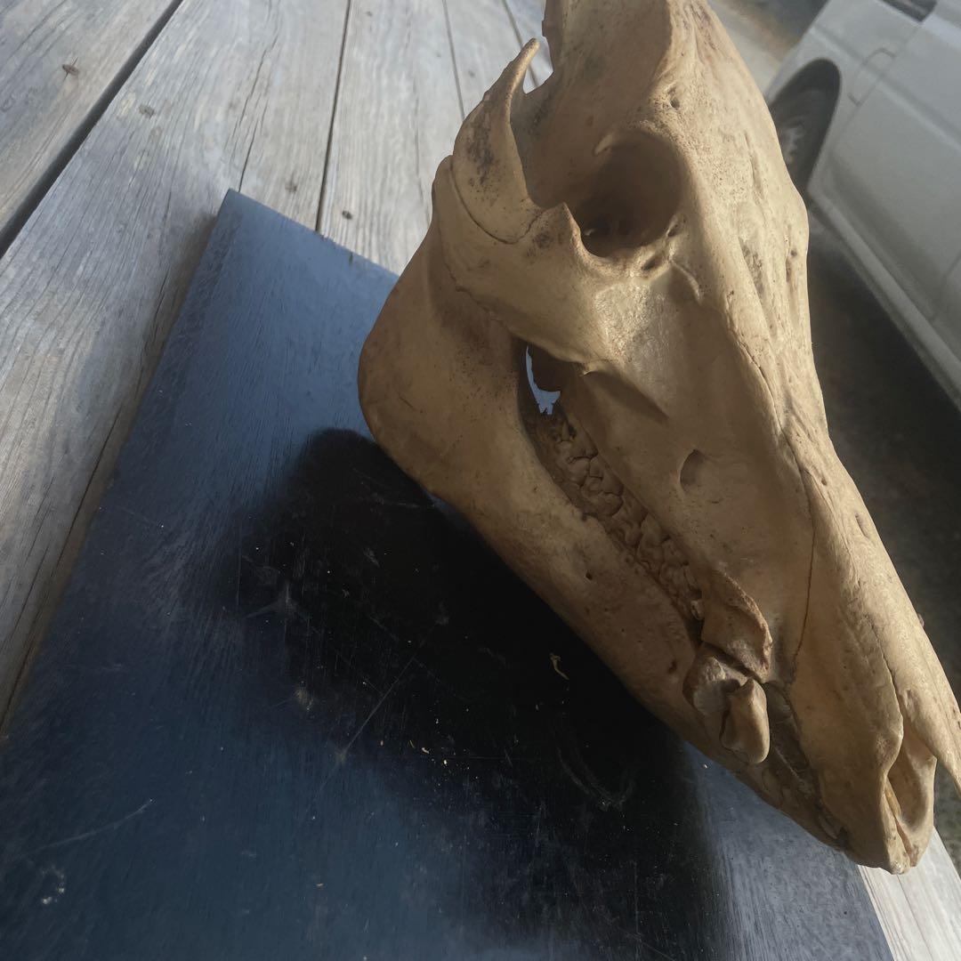 日本猪の頭蓋骨