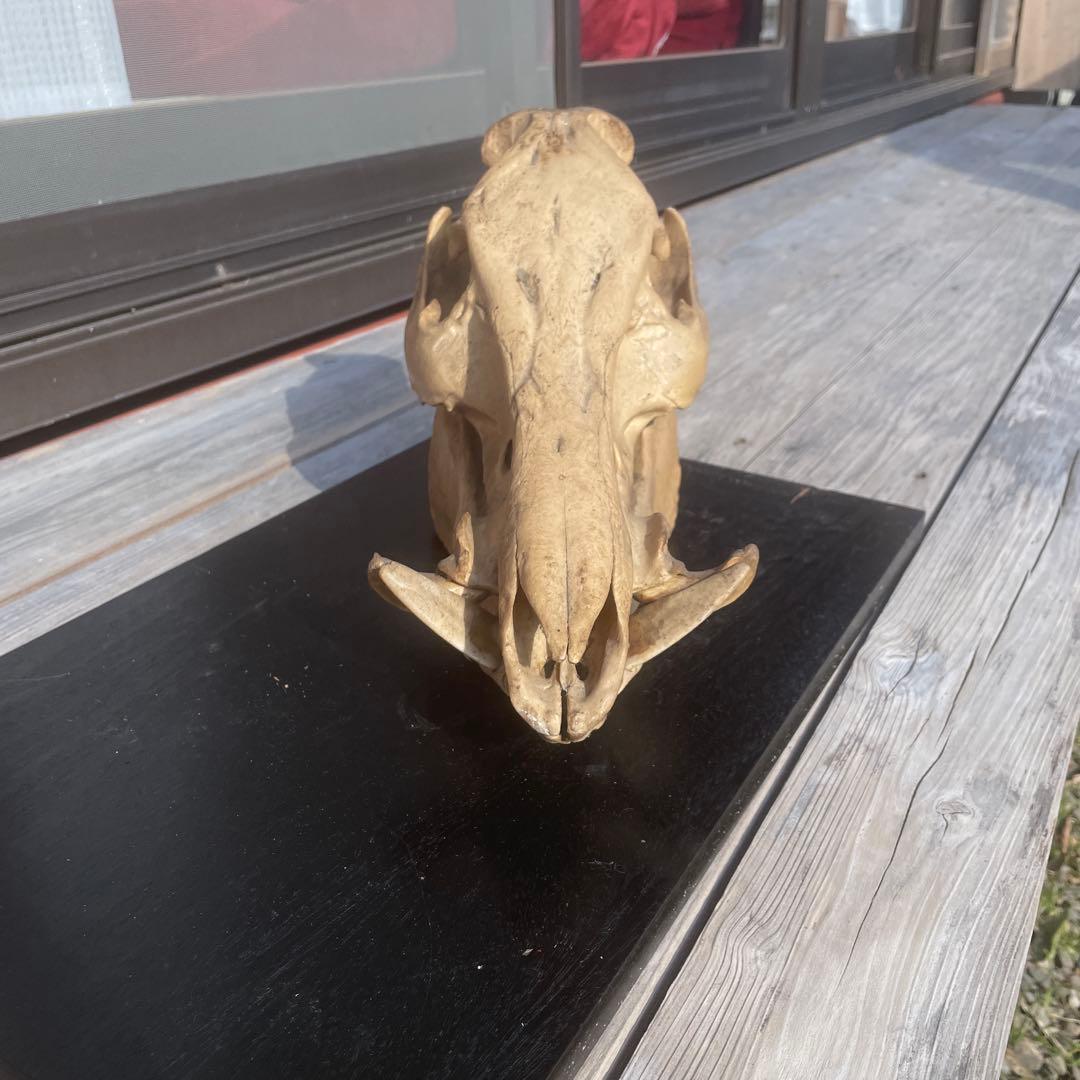 日本猪の頭蓋骨