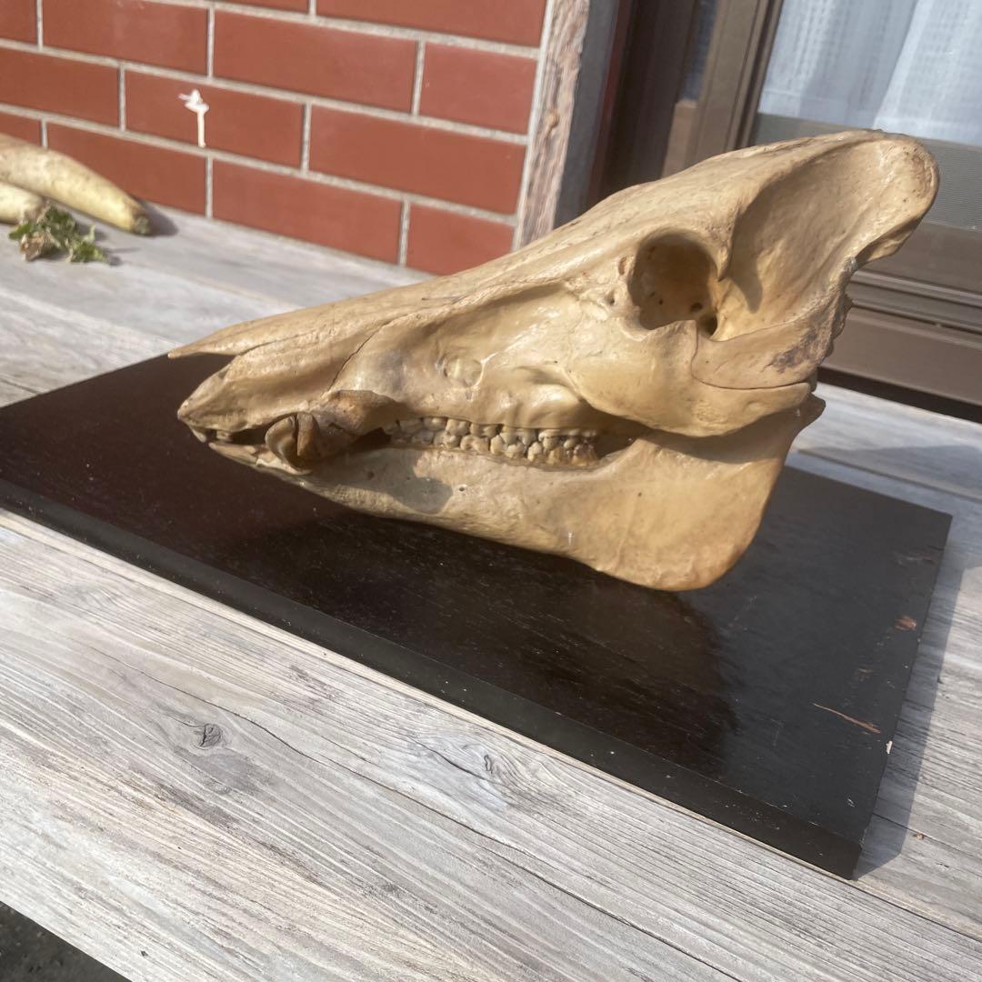 日本猪の頭蓋骨