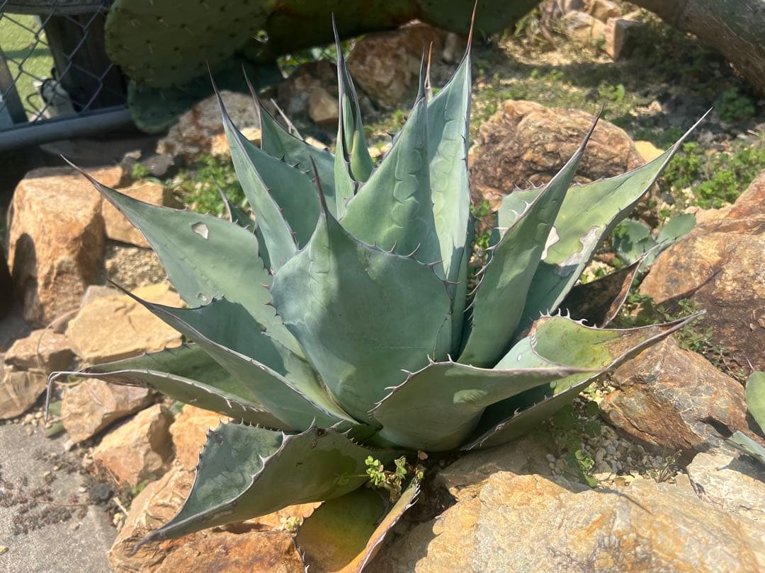 アガベ　パラサナ　超特大