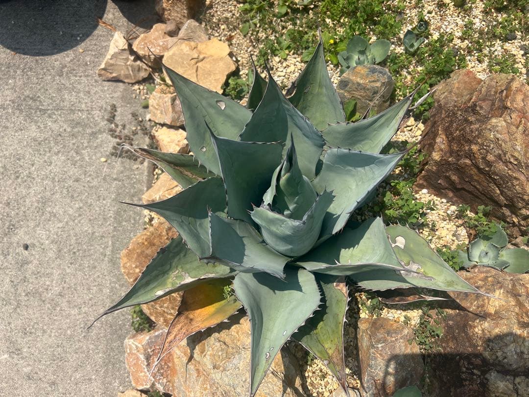 アガベ　パラサナ　超特大