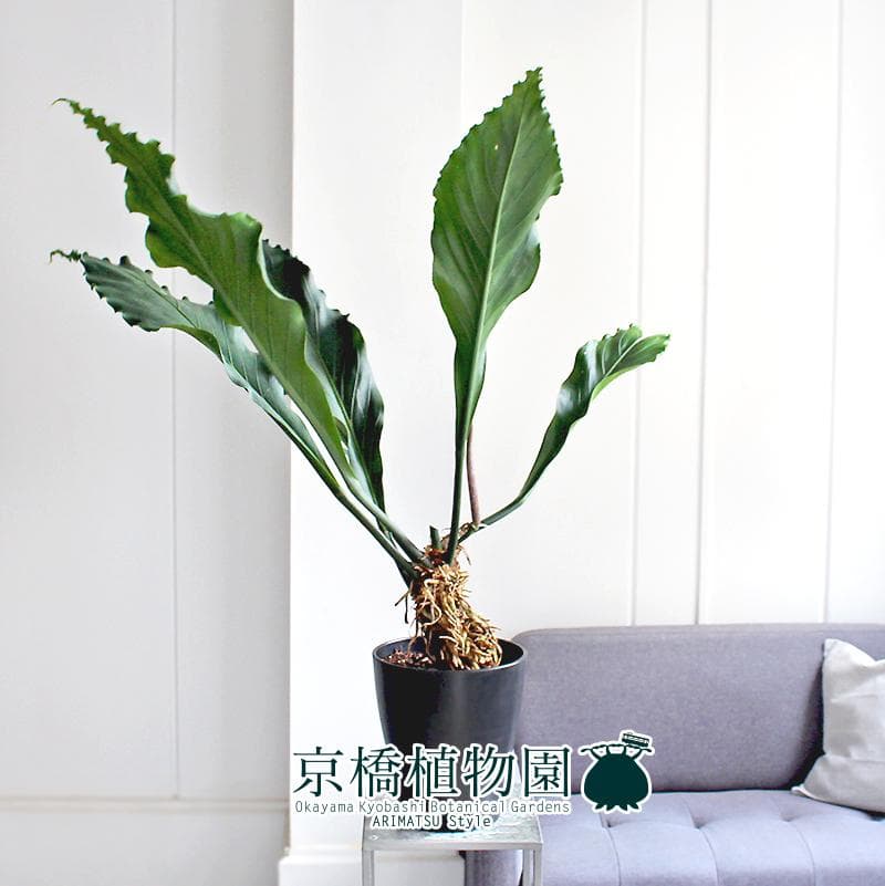 【現品】アンスリウム・フーケリー　8号　黒鉢（2）