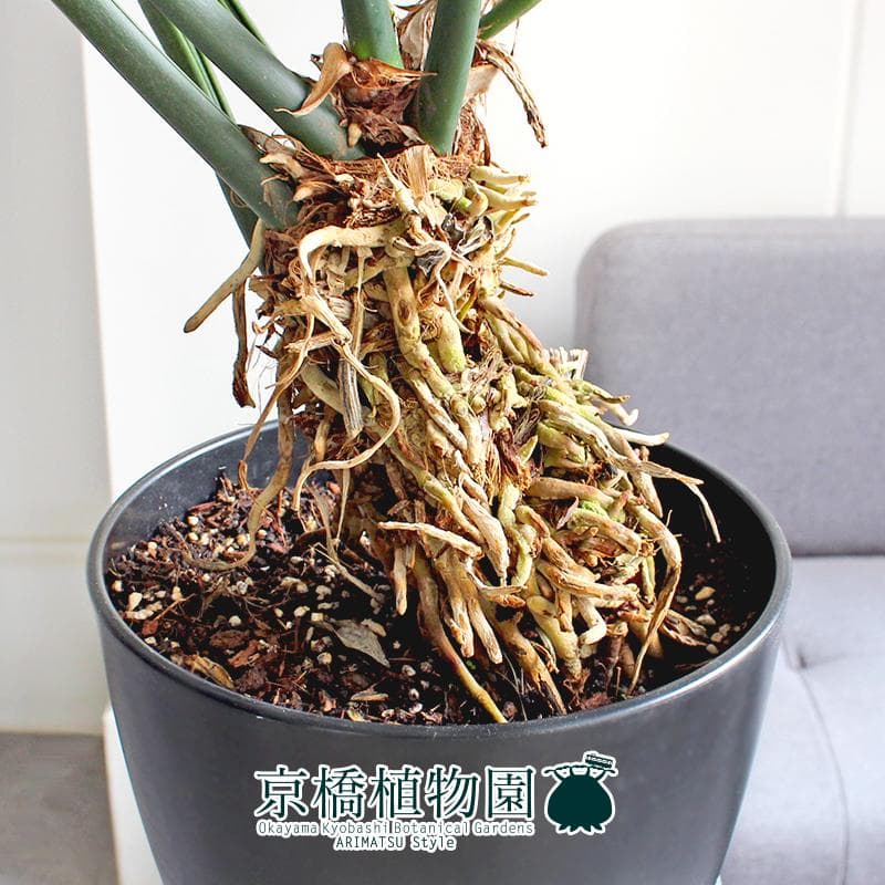 【現品】アンスリウム・フーケリー　8号　黒鉢（2）