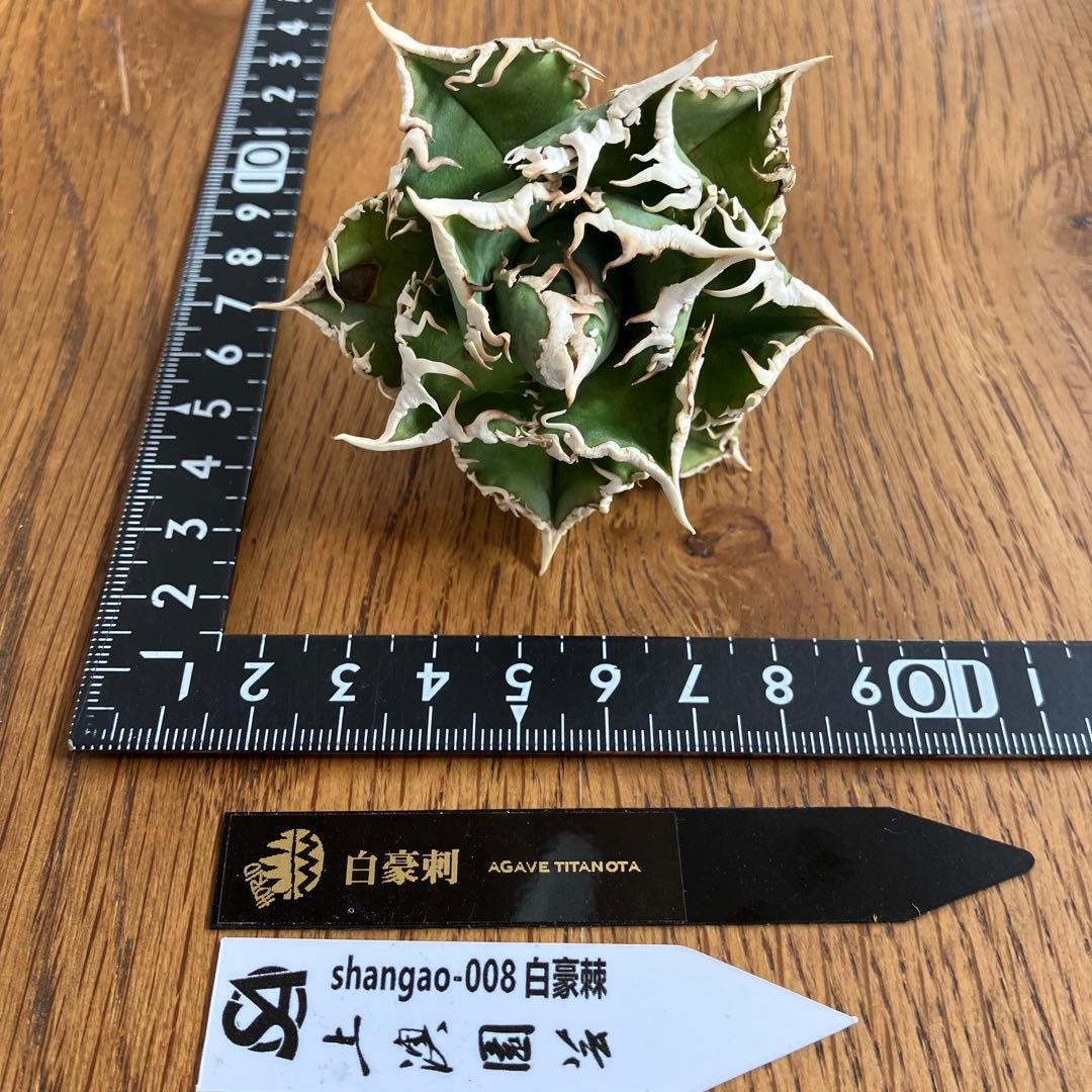 H*C様 【オークション】②選抜　太棘　子株付き　アガべ　チタノタ　白豪刺　TC