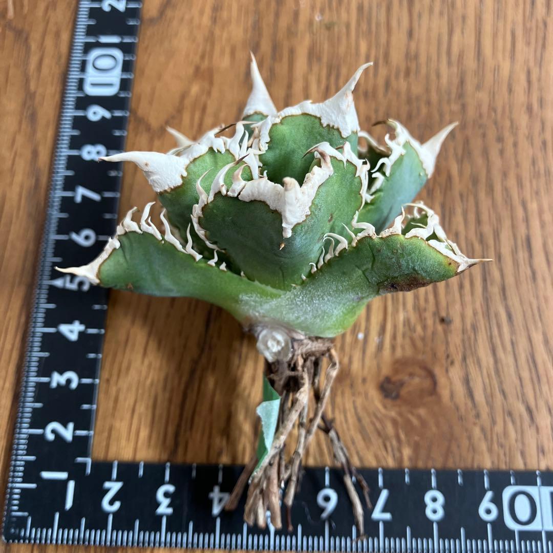 H*C様 【オークション】②選抜　太棘　子株付き　アガべ　チタノタ　白豪刺　TC