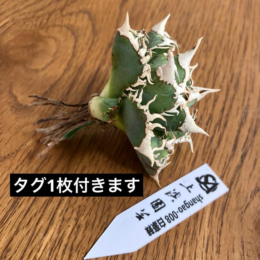 H*C様 【オークション】②選抜　太棘　子株付き　アガべ　チタノタ　白豪刺　TC
