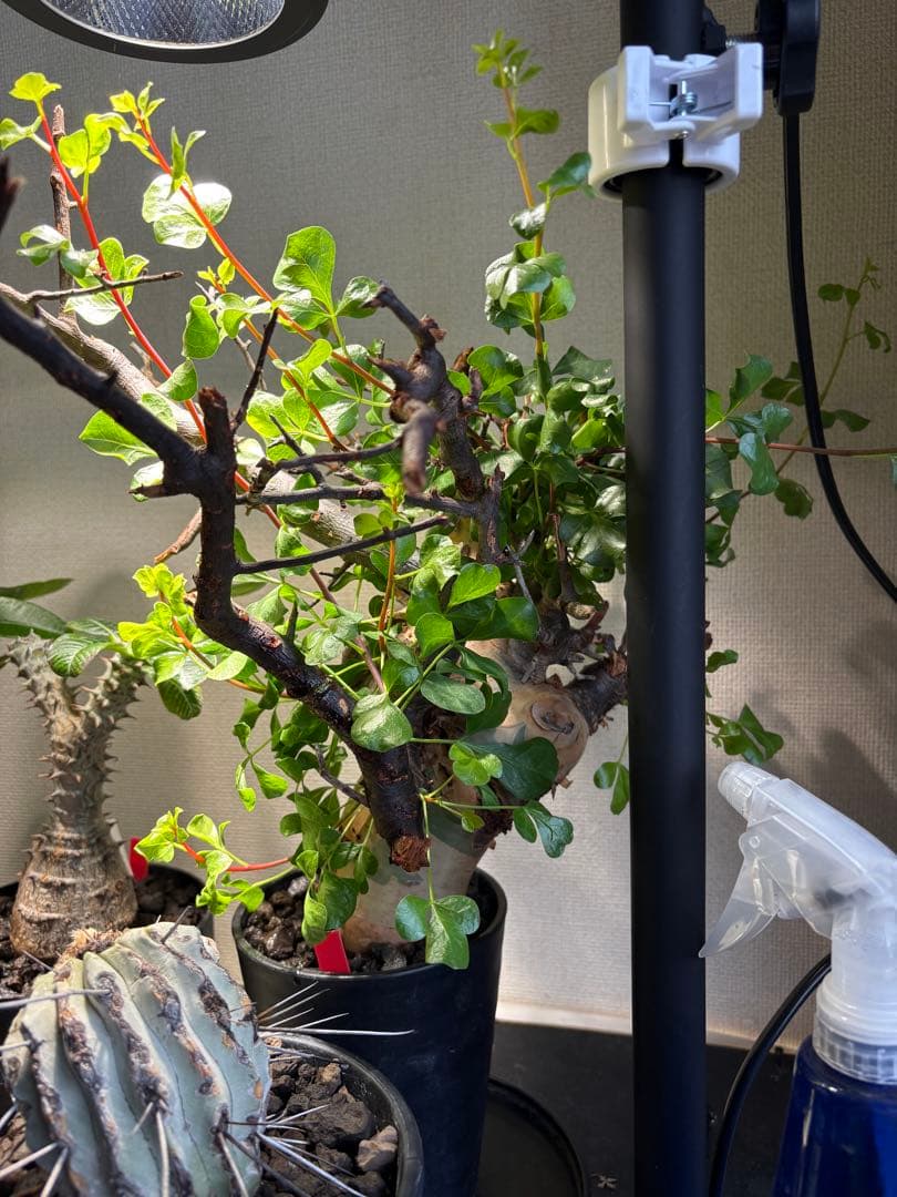 コミフォラ ピュア カタフ 発根済み ソマリア産