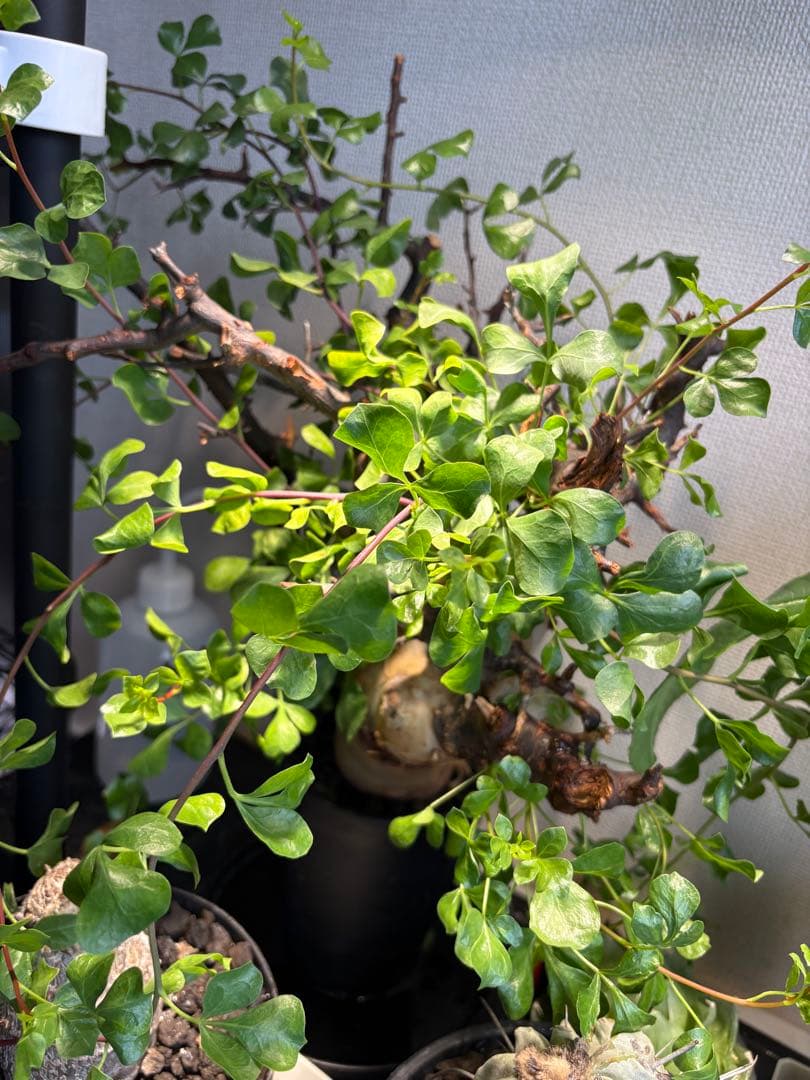 コミフォラ ピュア カタフ 発根済み ソマリア産