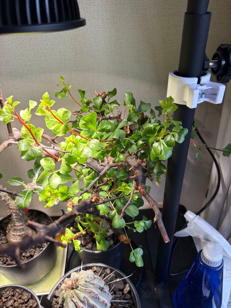 コミフォラ ピュア カタフ 発根済み ソマリア産