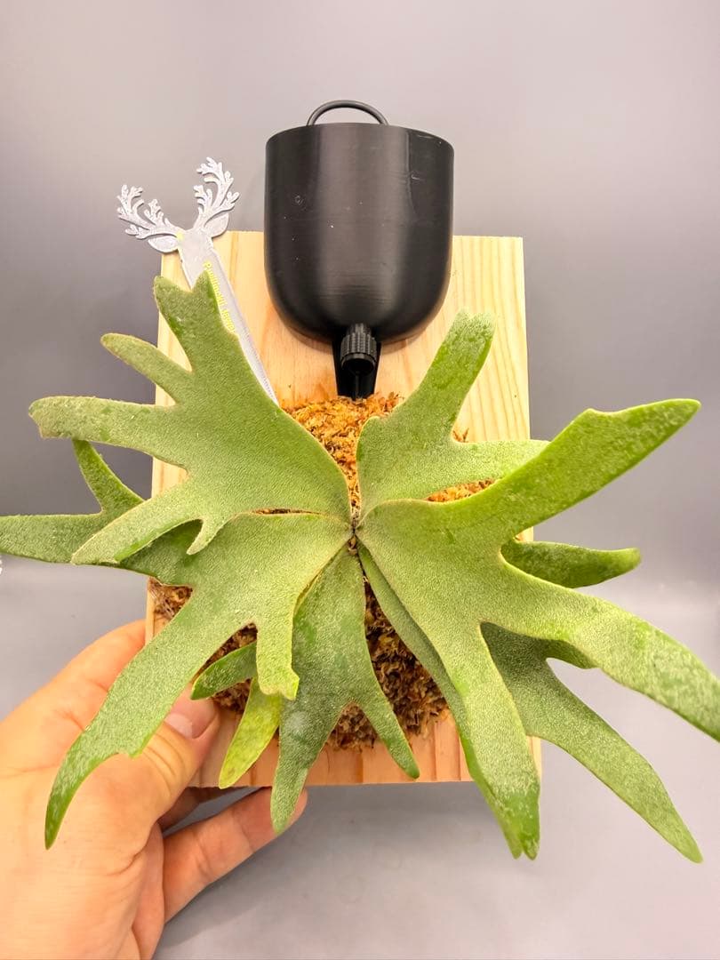 極大サイズ ビカクシダ P.willinckii 'Jewel' spore - メルカリ