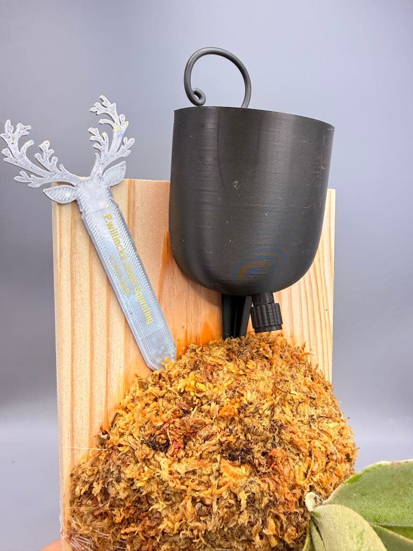 極大サイズ ビカクシダ P.willinckii 'Jewel' spore - メルカリ