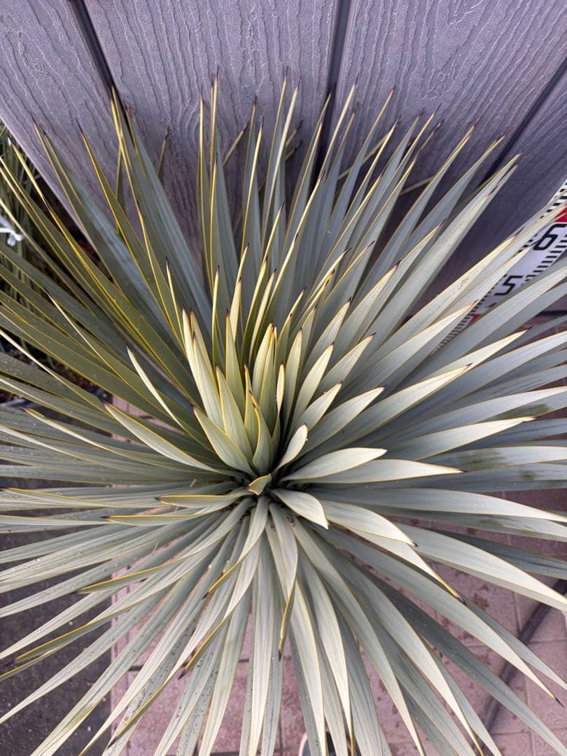 早いもの勝ち ユッカ ロストラータ 4 - メルカリ