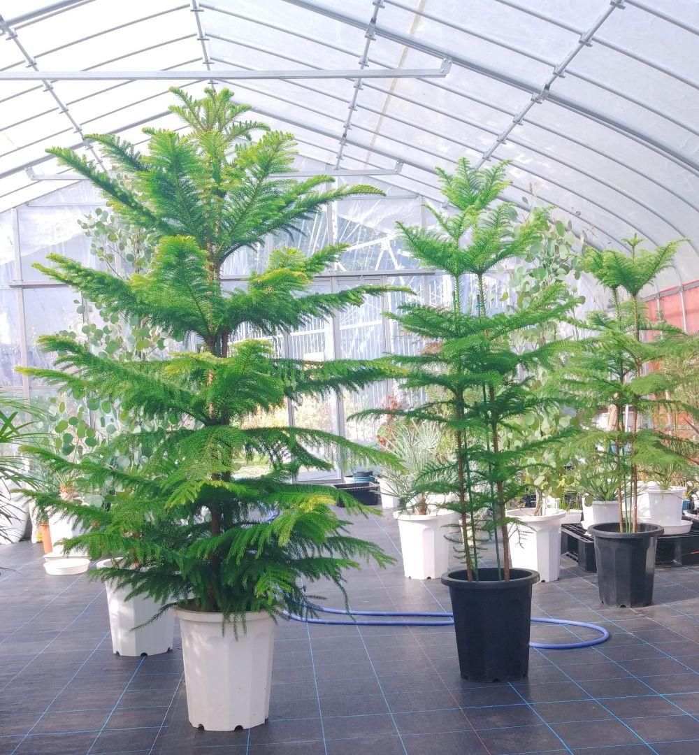 アロカリア シマナンヨウスギ苗木 シマ南洋杉 南洋杉 大型180❗苗木