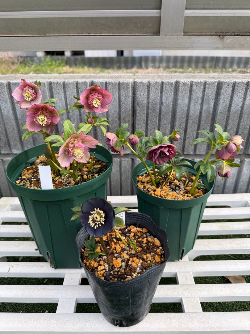 加藤農園さん クリスマスローズ 3株セット - メルカリ